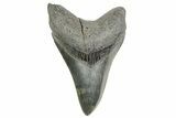 Serrated, Fossil Megalodon Tooth - South Carolina #365748-1